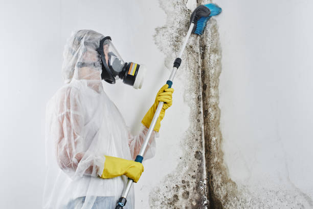 Best Kitchen Mold Remediation in Thiells, NY