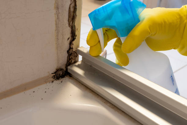 Best Crawl Space Mold Remediation in Thiells, NY