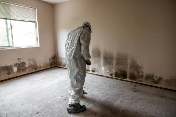 Best Residential Mold Remediation in Thiells, NY